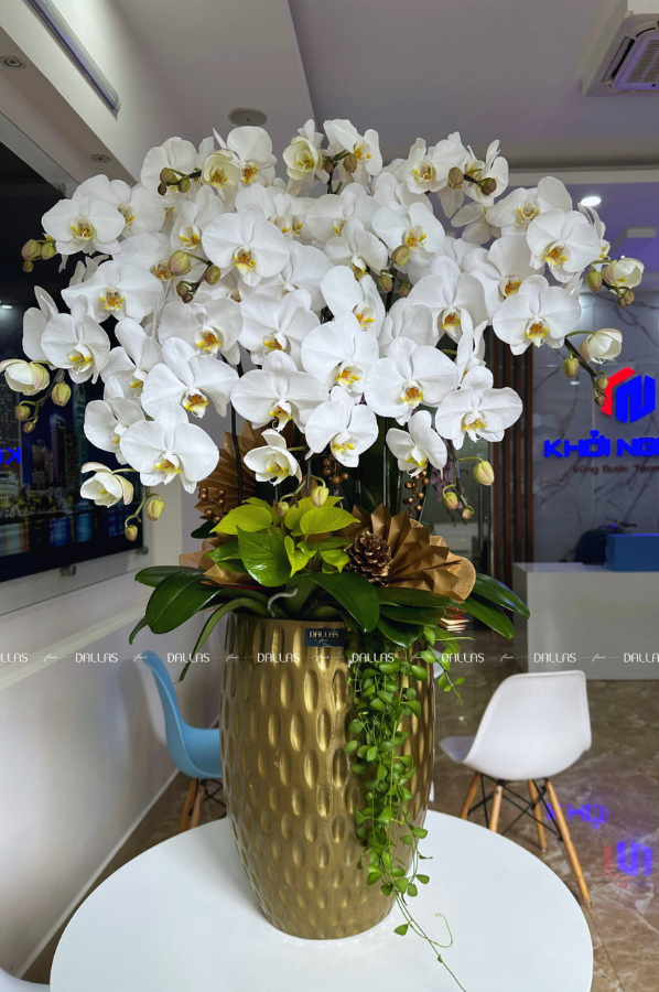 Chậu Lan Hồ Điệp Trắng 12 Cành Đôi (Đ6-TR2/01)
