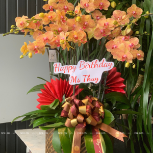 Chậu Lan Hồ Điệp Cam 16 Cành Đôi (Đ8-C2/01)