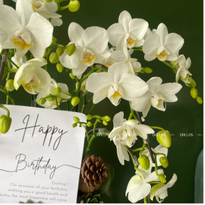 Chậu Lan Hồ Điệp Mini Trắng 8 Cành Đôi (M4-TR2/03)