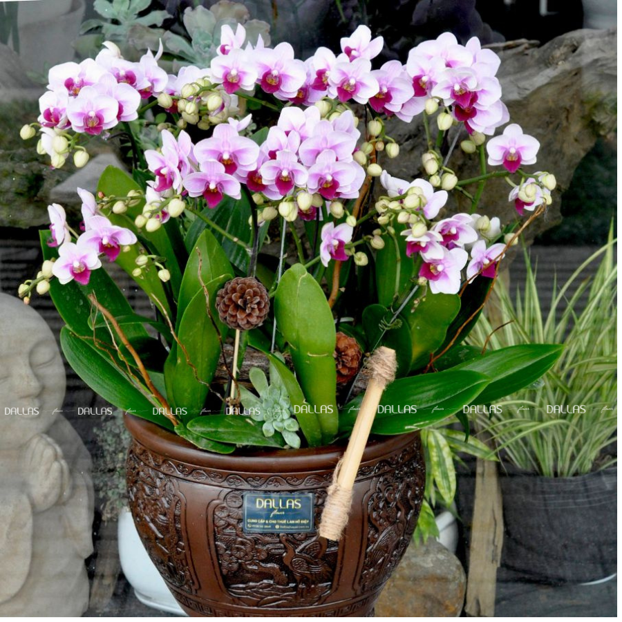 Chậu Lan Hồ Điệp Mini Hồng 10 Cành Đôi (M5-H2/01) Chậu Lan Hồ Điệp Mini Hồng 10 Cành Đôi (M5-H2/01)