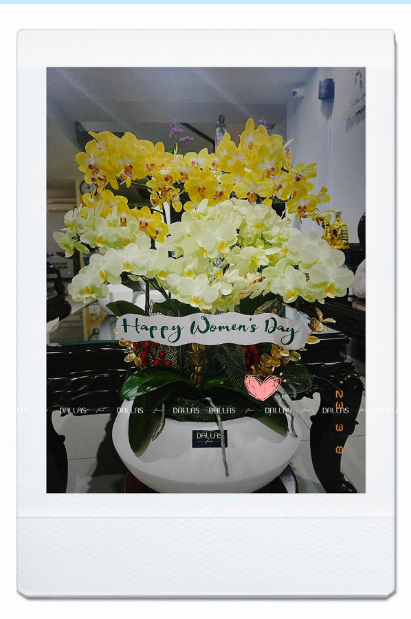 Chậu Lan Hồ Điệp Mini Mix Vàng 12 Cành Đôi (M6-Mix2/01) Chậu Lan Hồ Điệp Mini Mix Vàng 12 Cành Đôi (M6-Mix2/01)