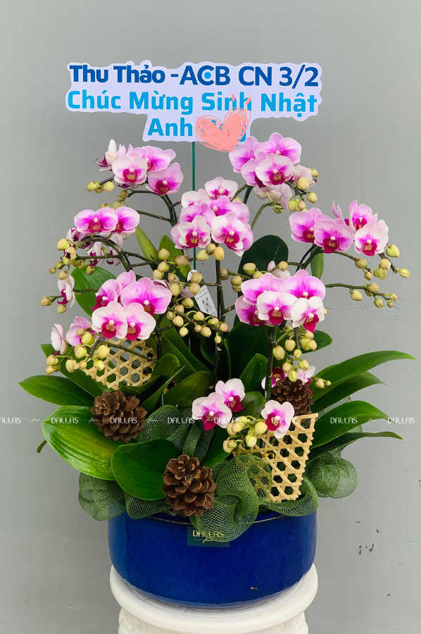 Chậu Lan Hồ Điệp Mini Hồng 7 Cành (M7-H1/01) Chậu Lan Hồ Điệp Mini Hồng 7 Cành (M7-H1/01)