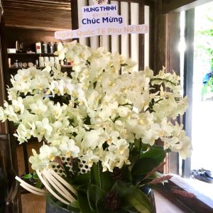 Chậu Lan Hồ Điệp Mini Xanh Táo 24 Cành Đôi (M12-XT2/01)