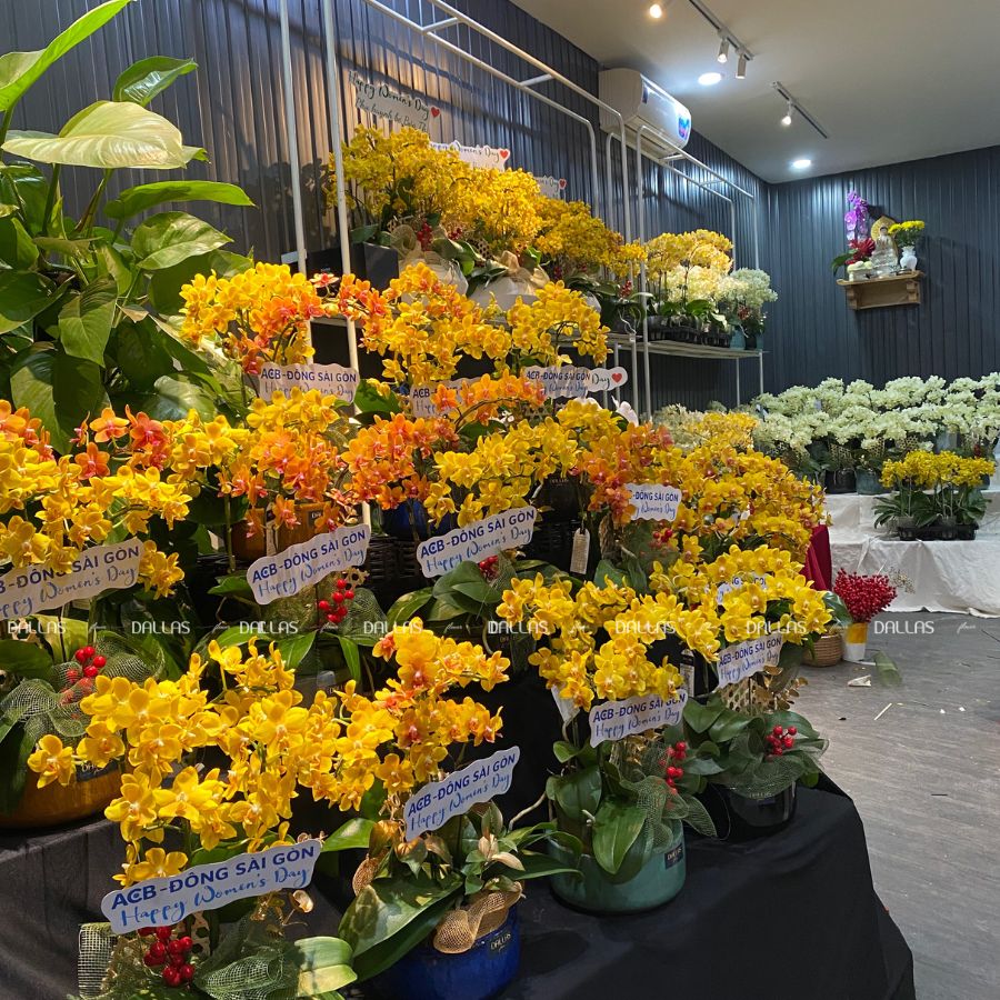 Chậu Lan Hồ Điệp Mini Vàng Cam 4 Cành Đôi (M2-Mix2/04) Chậu Lan Hồ Điệp Mini Vàng Cam 4 Cành Đôi (M2-Mix2/04)