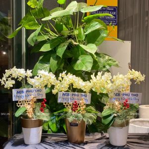 Chậu Lan Hồ Điệp Mini Xanh Táo 2 Cành (M1-XT2/01)