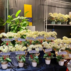 Chậu Lan Hồ Điệp Mini Xanh Táo 2 Cành (M1-XT2/01)