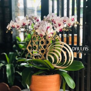 Chậu Lan Hồ Điệp Mini Hồng 6 Cành Đôi (M3-H2/01)