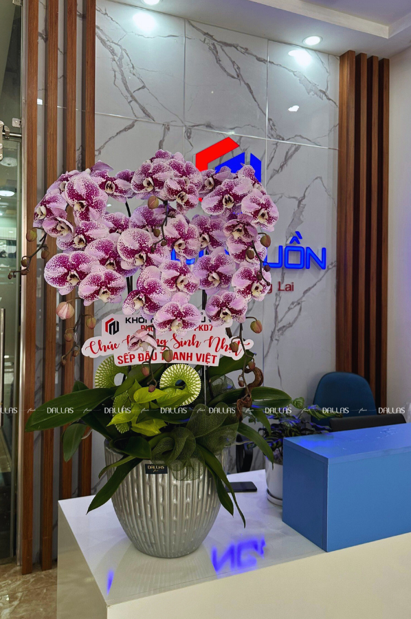 Chậu Lan Hồ Điệp Đột Biến Tím 6 Cành (Đ6-ĐB1/02)