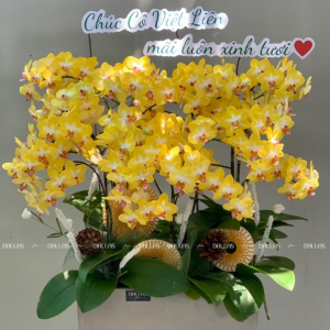 Chậu Lan Hồ Điệp Mini Vàng 6 Cành (M6-V1/02)