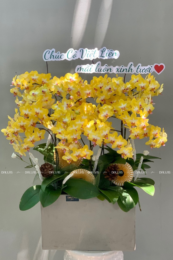 Chậu Lan Hồ Điệp Mini Vàng 6 Cành (M6-V1/02) Chậu Lan Hồ Điệp Mini Vàng 6 Cành (M6-V1/02)