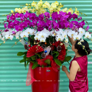 Lan Hồ Điệp Đa Sắc Chậu Cao 25 Cành (Đ25-Mix1/01/C)