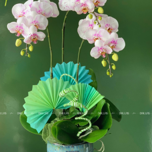Chậu Lan Hồ Điệp Đột Biến 3 Cành (Đ3_ĐB1/02)