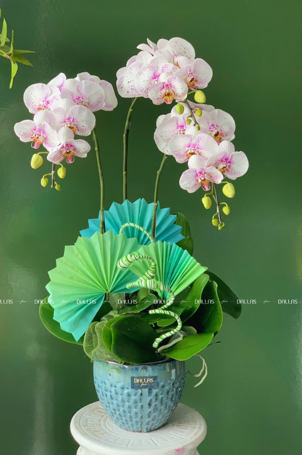 Chậu Lan Hồ Điệp Đột Biến 3 Cành (Đ3_ĐB1/02) Chậu Lan Hồ Điệp Đột Biến 3 Cành (Đ3_ĐB1/02)