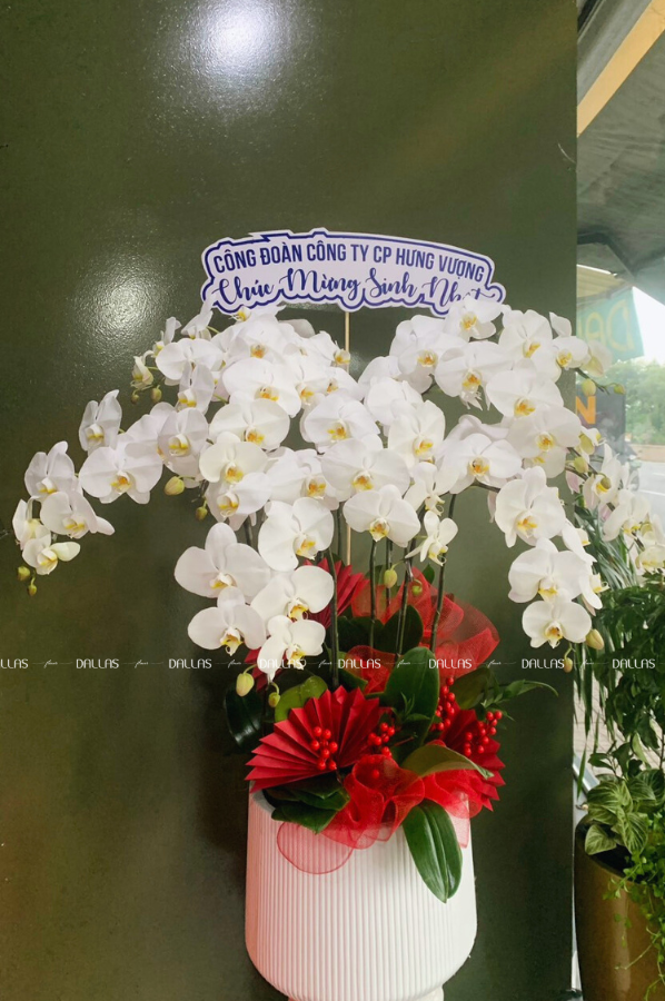 Dallas Flower - Lan Hồ Điệp