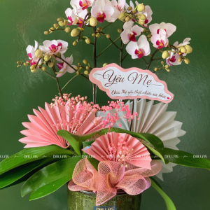 Chậu Lan Hồ Điệp Mini Hồng 4 Cành Đôi (M2-H2/06)