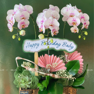 Chậu Lan Hồ Điệp Đột Biến Chậu 3 Cành (Đ3_ĐB1/03)