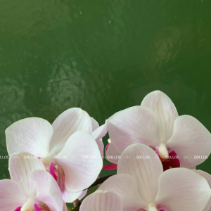 Chậu Lan Hồ Điệp Mini Hồng 4 Cành Đôi (M2-H2/06)