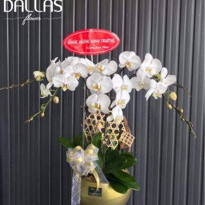 Chậu Lan Hồ Điệp Trắng 5 Cành (Đ5-TR1/02)
