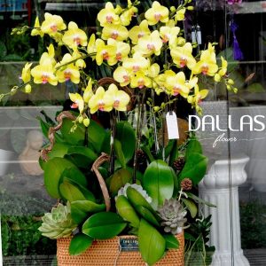 Lan Hồ Điệp Vàng Chậu Mây 10 Cành (Đ10-V1/02)