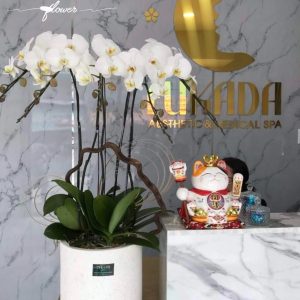 Chậu Lan Hồ Điệp Trắng 5 Cành (Đ5-TR1/01)