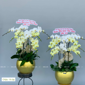 Chậu Lan Hồ Điệp Đa Sắc 8 Cành (Đ8-Mix1/01)