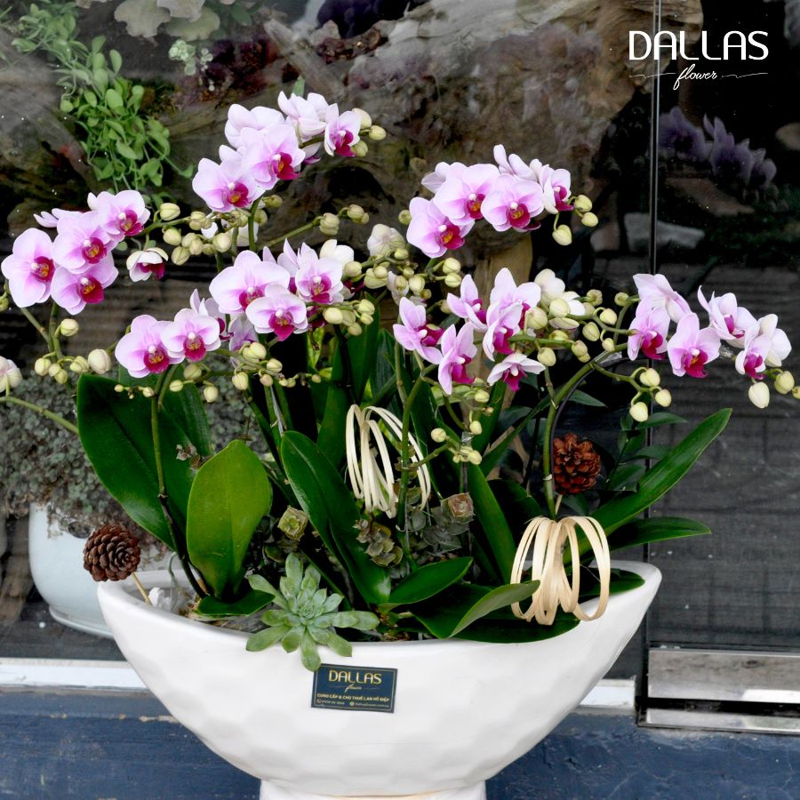 Chậu Lan Hồ Điệp Mini Hồng 10 Cành Đôi (M5-H2/02) Chậu Lan Hồ Điệp Mini Hồng 10 Cành Đôi (M5-H2/02)