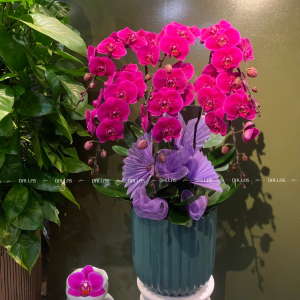 Chậu Lan Hồ Điệp Đột Biến Tím 6 Cành (Đ6-ĐB1/01)