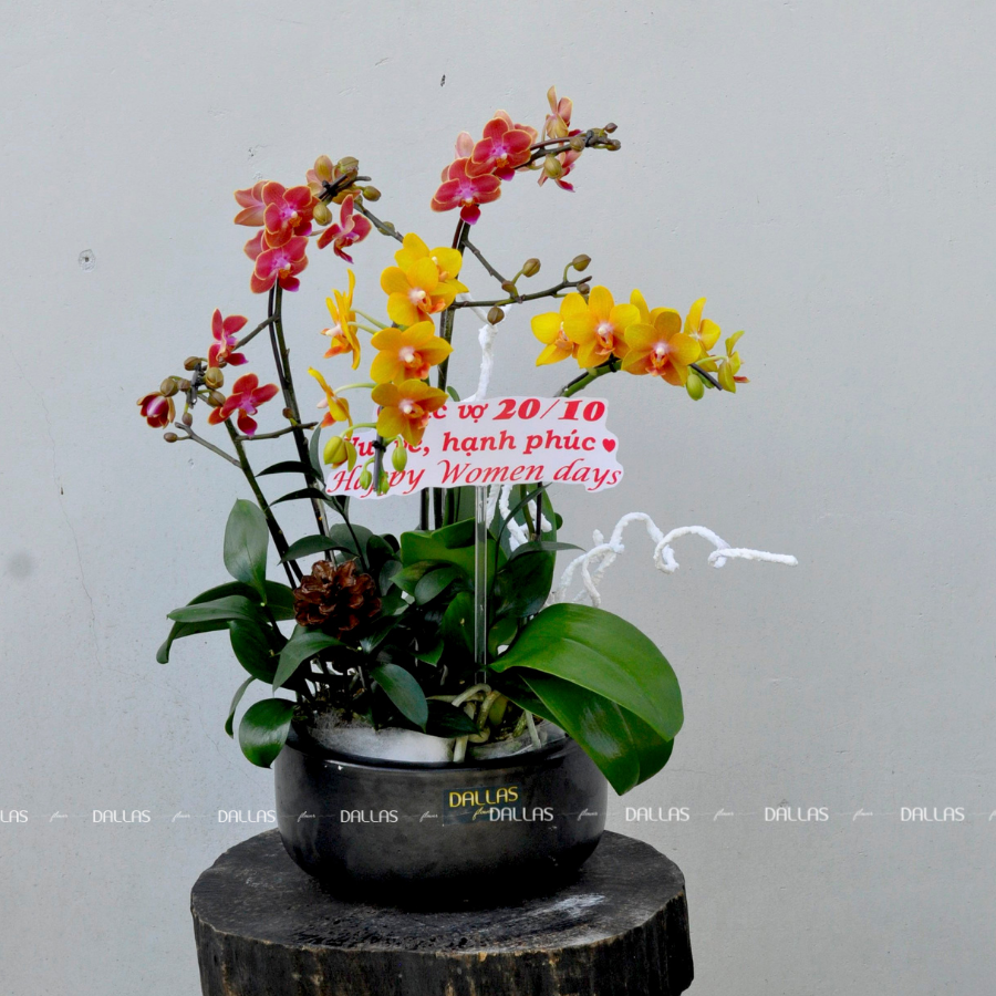 Chậu Lan Hồ Điệp Mini Vàng Cam 4 Cành Đôi (M2-Mix2/01) Chậu Lan Hồ Điệp Mini Vàng Cam 4 Cành Đôi (M2-Mix2/01)