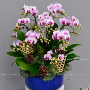 Chậu Lan Hồ Điệp Mini Hồng 7 Cành (M7-H1/01)