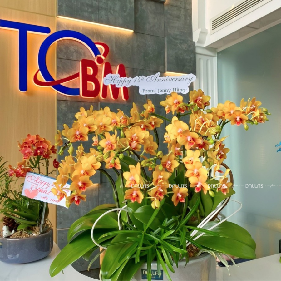 Chậu Lan Hồ Điệp Mini Vàng 10 Cành Đôi (M5-V2/03) Chậu Lan Hồ Điệp Mini Vàng 10 Cành Đôi (M5-V2/03)