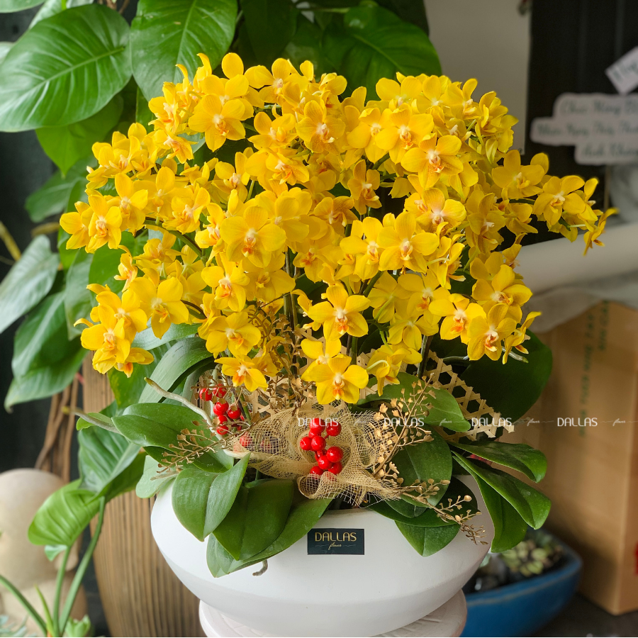 Chậu Lan Hồ Điệp Mini Vàng 14 Cành Đôi (M7-V2/04) Chậu Lan Hồ Điệp Mini Vàng 14 Cành Đôi (M7-V2/04)