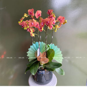 Chậu Lan Hồ Điệp Mini Cam 6 Cành Đôi (M3-C2/02)