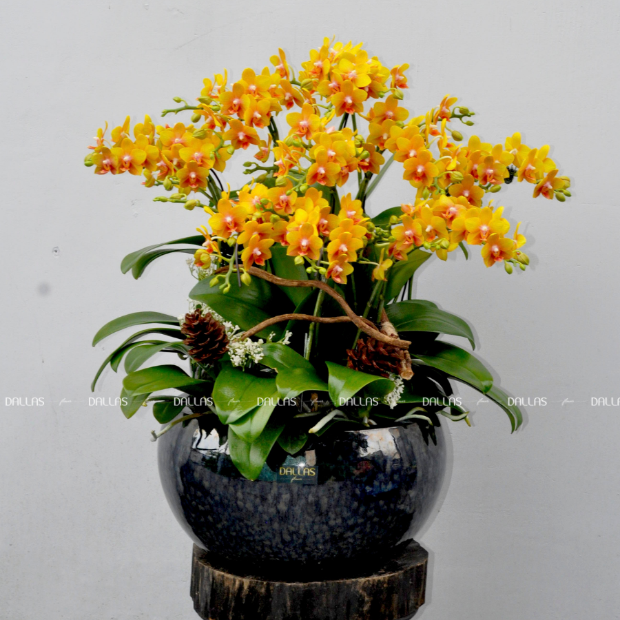 Chậu Lan Hồ Điệp Mini Vàng 16 Cành Đôi (M8-V2/01) Chậu Lan Hồ Điệp Mini Vàng 16 Cành Đôi (M8-V2/01)