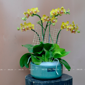 Chậu Lan Hồ Điệp Mini Vàng 4 Cành Đôi (M2-V2/01)