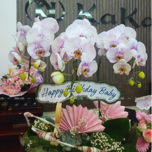 Chậu Lan Hồ Điệp Đột Biến Chậu 3 Cành (Đ3_ĐB1/03)