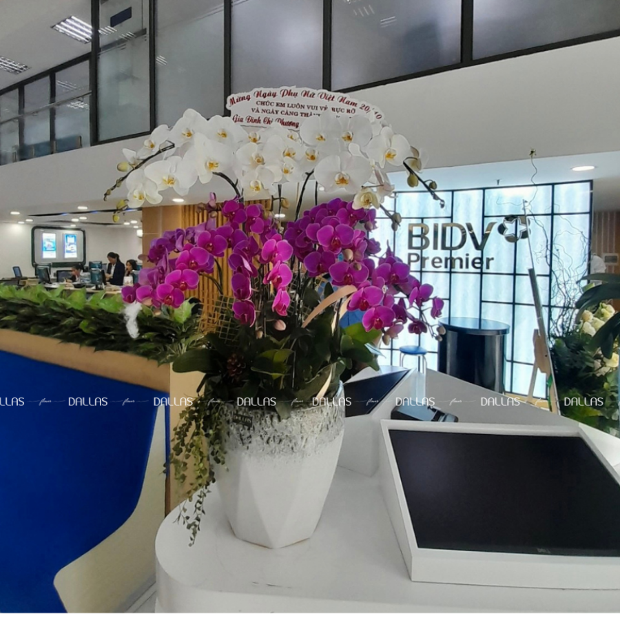 Chậu Lan Hồ Điệp Trắng Tím10 Cành (Đ10-Mix1/02)