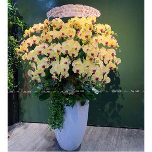 Lan Hồ Điệp Vàng Chậu Cao Cấp 20 Cành (Đ20-V1/01/C)