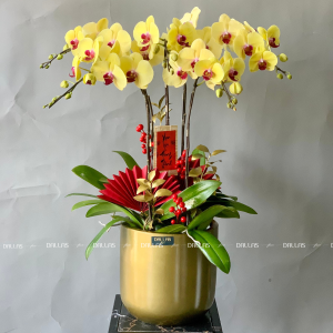 Chậu Lan Hồ Điệp Vàng 5 Cành (Đ5-V1/04)