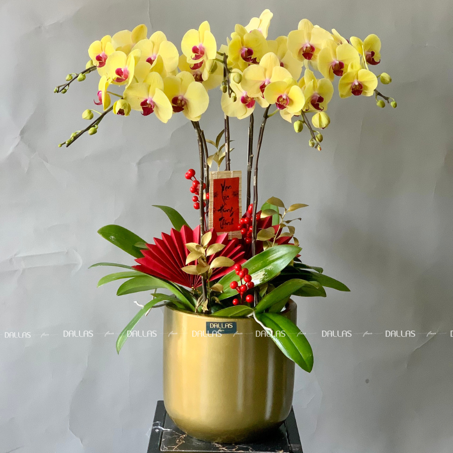 Chậu Lan Hồ Điệp Vàng 5 Cành (Đ5-V1/04) Chậu Lan Hồ Điệp Vàng 5 Cành (Đ5-V1/04)