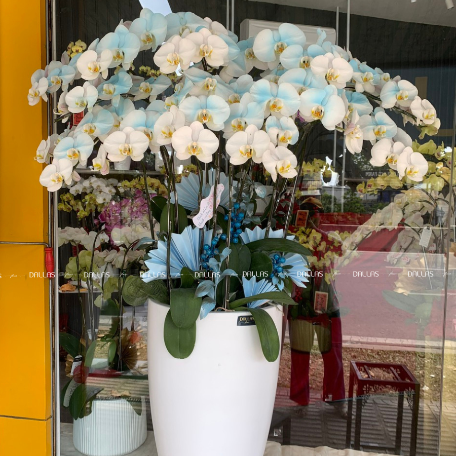 Chậu Lan Hồ Điệp Màu Xanh Dương 14 Cành Đôi (Đ7-NX2/01) Chậu Lan Hồ Điệp Màu Xanh Dương 14 Cành Đôi (Đ7-NX2/01)