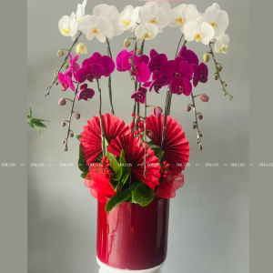 Chậu Lan Hồ Điệp Trắng Tím 6 Cành (Đ6-Mix1/01)