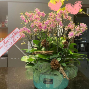 Chậu Lan Hồ Điệp Mini Hồng 14 Cành Đôi (M7-H2/01)