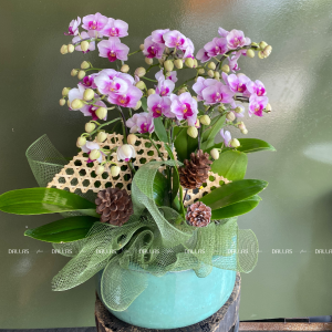 Chậu Lan Hồ Điệp Mini Hồng 6 Cành (M6-H1/01)