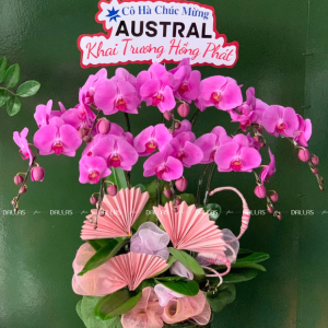 Chậu Lan Hồ Điệp Hồng 7 Cành (Đ7-H1/03)