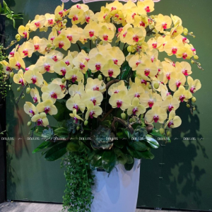 Lan Hồ Điệp Vàng Chậu Cao Cấp 20 Cành (Đ20-V1/01/C)