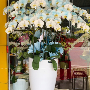 Chậu Lan Hồ Điệp Màu Xanh Dương 14 Cành Đôi (Đ7-NX2/01)