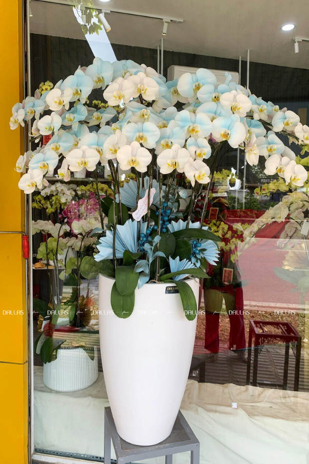 Chậu Lan Hồ Điệp Màu Xanh Dương 14 Cành Đôi (Đ7-NX2/01) Chậu Lan Hồ Điệp Màu Xanh Dương 14 Cành Đôi (Đ7-NX2/01)