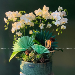 Chậu Lan Hồ Điệp Mini Trắng 4 Cành (M4-TR1/01)