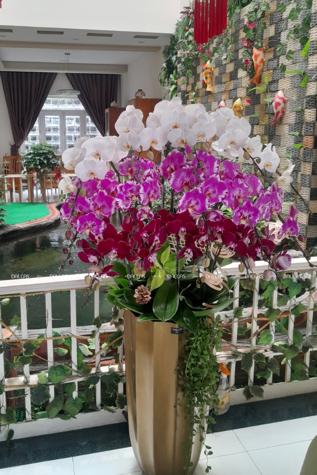 Chậu Lan Hồ Điệp Đa Sắc 15 Cành (Đ15-Mix1/03/CP)