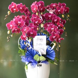 Chậu Lan Hồ Điệp Đột Biến Tím 8 Cành (Đ8-ĐB1/01)